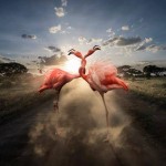 Concours Photo Je Shoote Raw 2eme: Tous droits réservés Thomas Subtil. En savoir plus: https://www.facebook.com/pages/Thomas-SUBTIL-Photographs/198641555223?directed_target_id=0